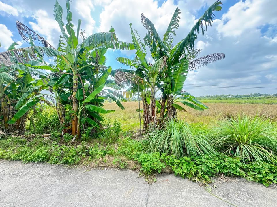 Đất thổ cư tại Khóm Ông Muộn, Cà Mau 250m² giá 520 triệu - Cơ hội sở hữu ngay!