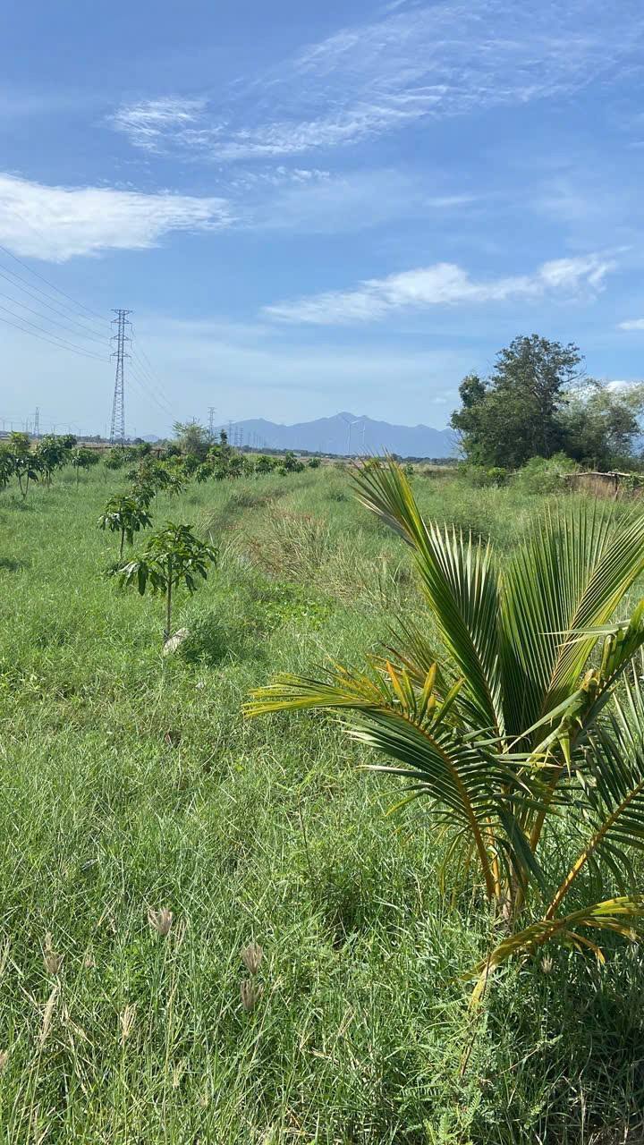 Đất nền khu phố 14, Ninh Phước 2500m² giá 875 triệu - Đầu tư bền vững!