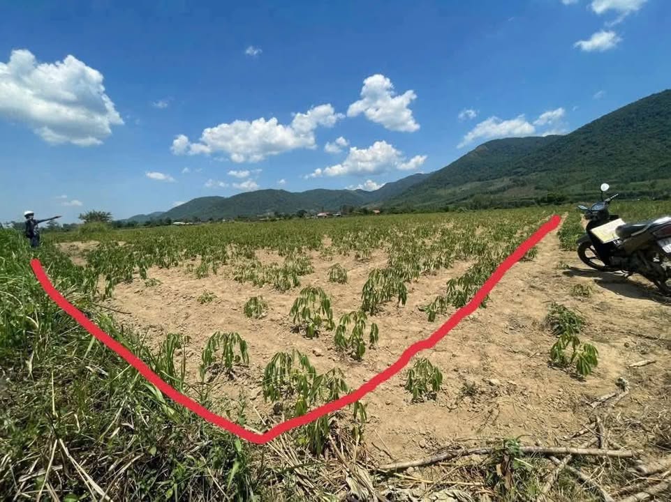 Đất trồng cây thôn Phú Lâm, Tây Phú, 1000m² - Sổ đỏ chính chủ, giá thỏa thuận!