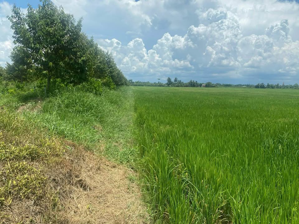 Đất nền 7 công xã Bình Phước, Mang Thít 1.5 tỷ - Sổ đỏ chính chủ, giá tốt!