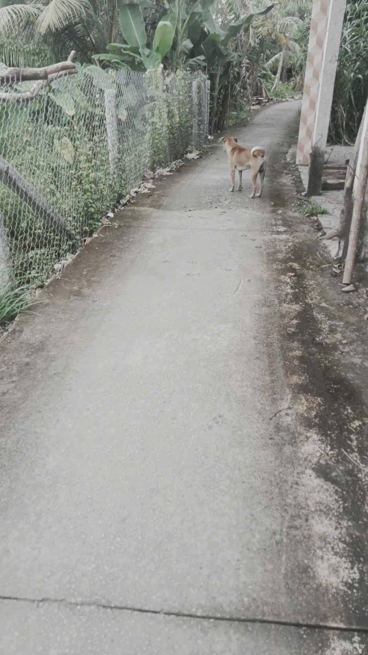 Đất nền Cái Nhum, Mang Thít 250.8m² giá 490 triệu - Đầu tư sinh lời ngay!