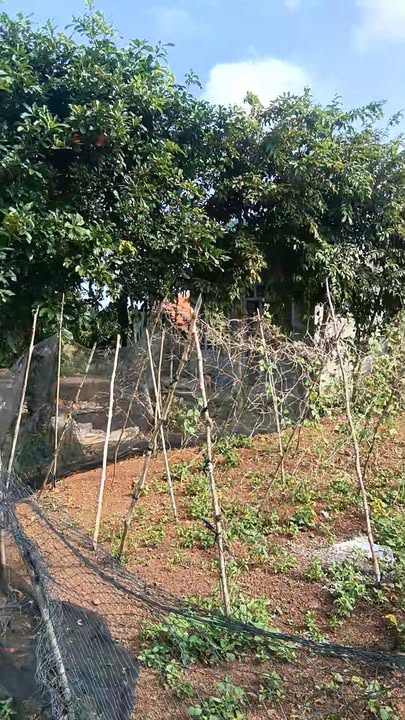 Đất 1ha Đắk Wil, Cư Jút giá 920 triệu - Sổ đỏ đầy đủ, điện nước sẵn