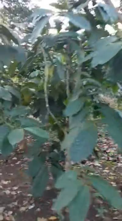 Đất nền xã Thống Nhất, Biên Hòa 1,2ha giá 1,45 tỷ - Gần đường ô tô, tiện lợi!