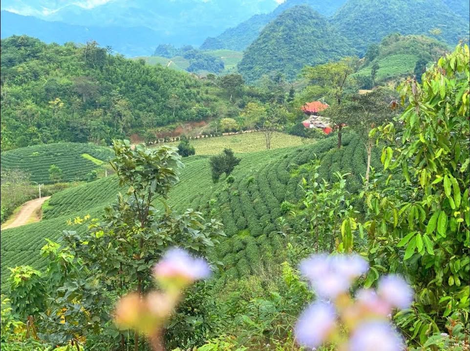 Đất Vàng 2000m² Mộc Châu - Cơ hội đầu tư sinh lời giá chỉ 360 triệu!