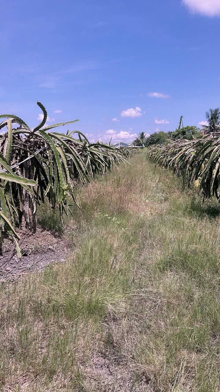 Đất nền 1000m² xã Phú Ngãi Trị, Châu Thành - Giá chỉ 360 triệu!