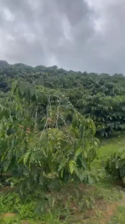 Đất nông nghiệp Đạ Đờn Lâm Hà 10.000m² giá 280 triệu - Đầu tư sinh lời ngay!