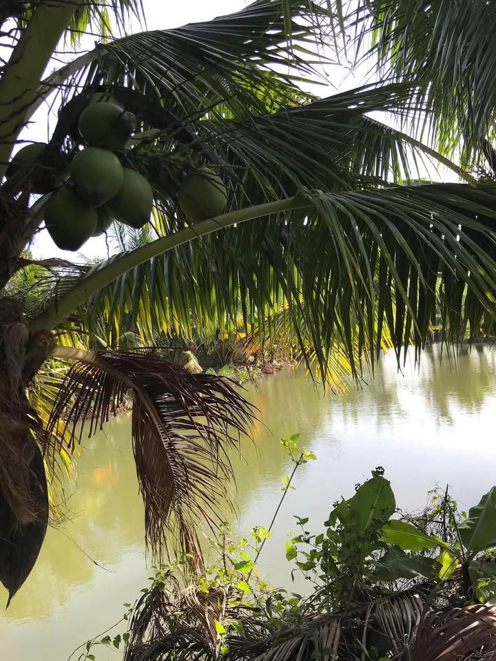 Farm Ninh Thượng 8000m² giá 3.5 tỷ - Không gian xanh hiếm có!