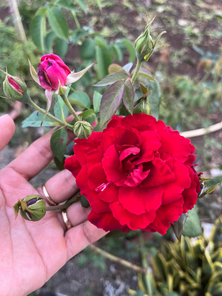 Đất nền Suối Nho Xuân Lộc 1280m² giá chỉ 460 triệu - Cơ hội đầu tư vàng!