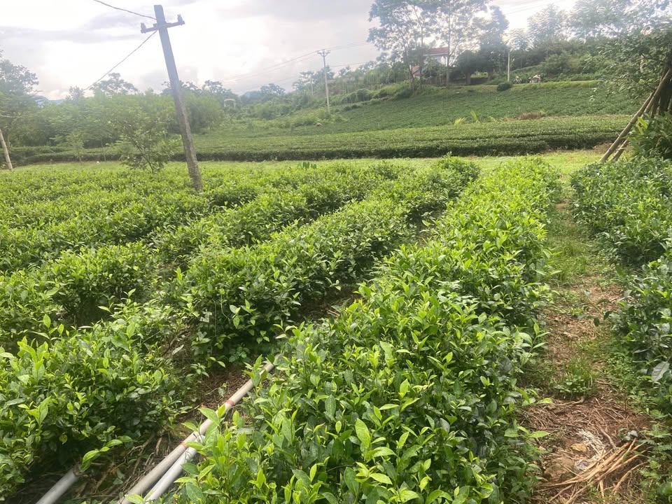 Đất trang trại Vô Tranh, Phú Lương 1,2ha - Nhà cấp 4 sẵn có, giá thỏa thuận!