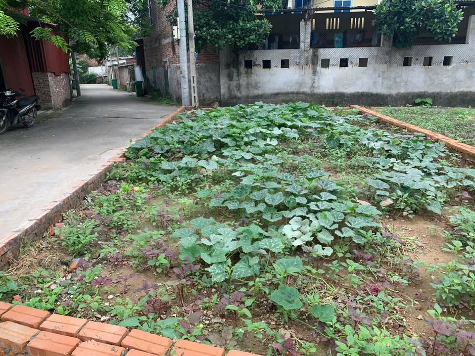 Đất lô góc 55m² tại Đức Hiệp, Thuận Thành - Ô tô 30 chỗ đỗ cửa, giá chỉ 2.9 tỷ!