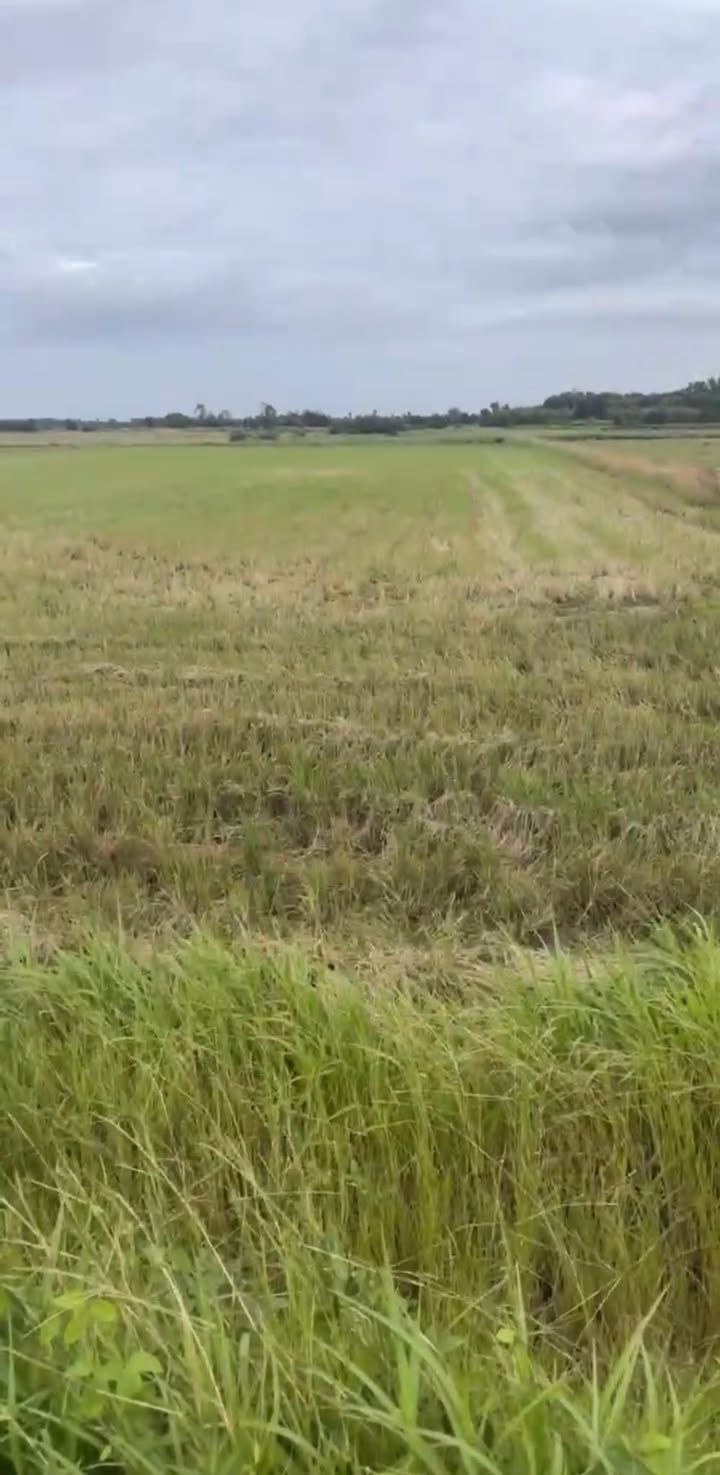 Đất nền đẹp tại Đức Huệ, Long An 10.000m² giá chỉ 5 tỷ - Cơ hội đầu tư hiếm có!