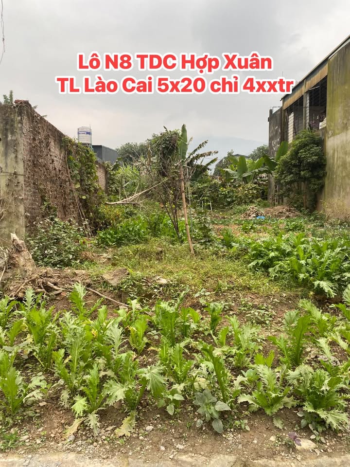 Đất tái định cư Hợp Xuân Bảo Thắng 100m² giá chỉ từ 300 triệu - Cơ hội đầu tư tuyệt vời!