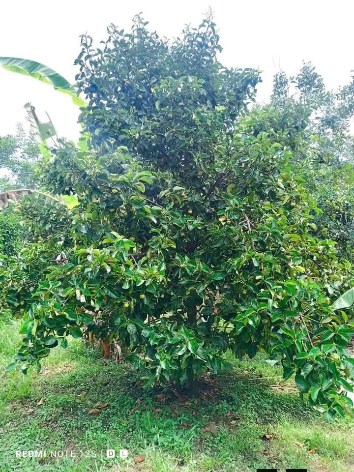 Đất vườn Dầu Giây 1159m² giá 839 triệu - Đầu tư sinh lời tốt!