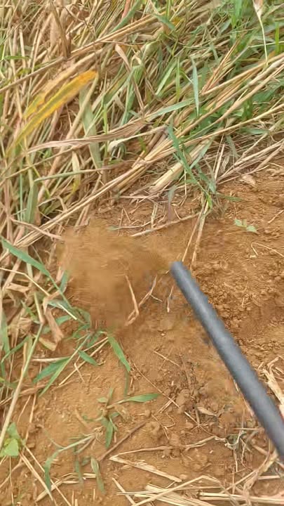 Đất nông nghiệp cho thuê tại Sông Ray, Cẩm Mỹ - 25.000m² chỉ 35 triệu/năm!