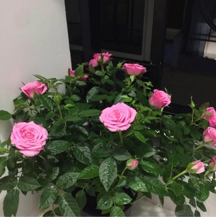 Bán đất thổ cư tại Ngọc Hiệp, Nha Trang - Diện tích từ 62m² giá chỉ 2.81 tỷ!