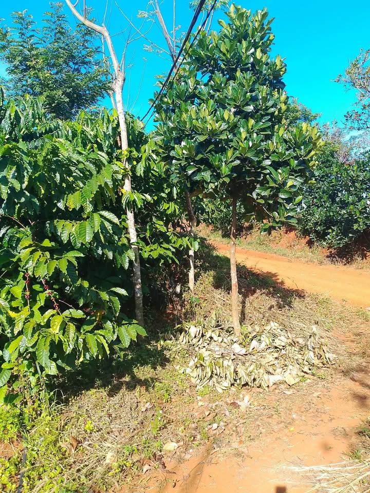 Đất thổ cư 4,6 sào tại Đăk Ha - Giá bán nhanh 690 triệu - Đầy đủ tiện nghi