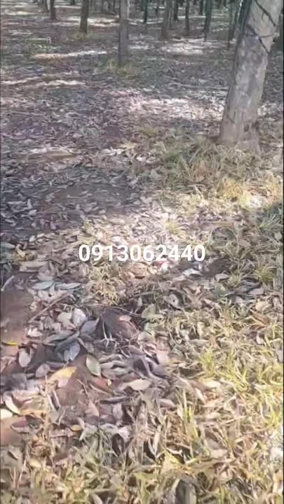 Đất thổ cư 38.000m² tại Lộc An, Lộc Ninh, Bình Phước - Đầu tư sinh lời lý tưởng!