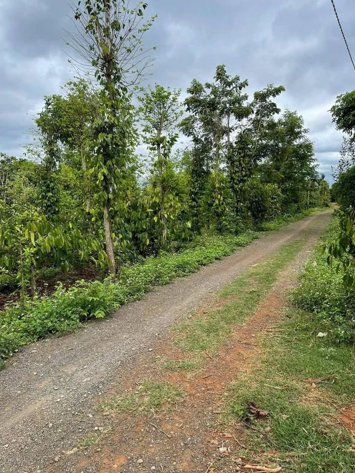 Đất nền Ea Kiết, Cư M'gar, Đắk Lắk 3600m² giá 850 triệu - Cơ hội đầu tư lý tưởng!