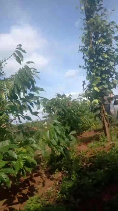 Farm Đắk Lắk 10,000m² - Chính chủ bán gấp rẫy cà phê và tiêu