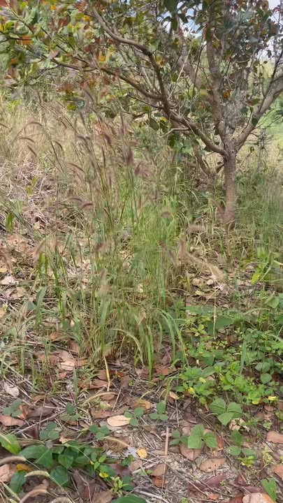 Đất 1.7ha tại xã Ia Kreng, Chư Păh, Gia Lai giá 450 triệu - Đầu tư sinh lời cao!