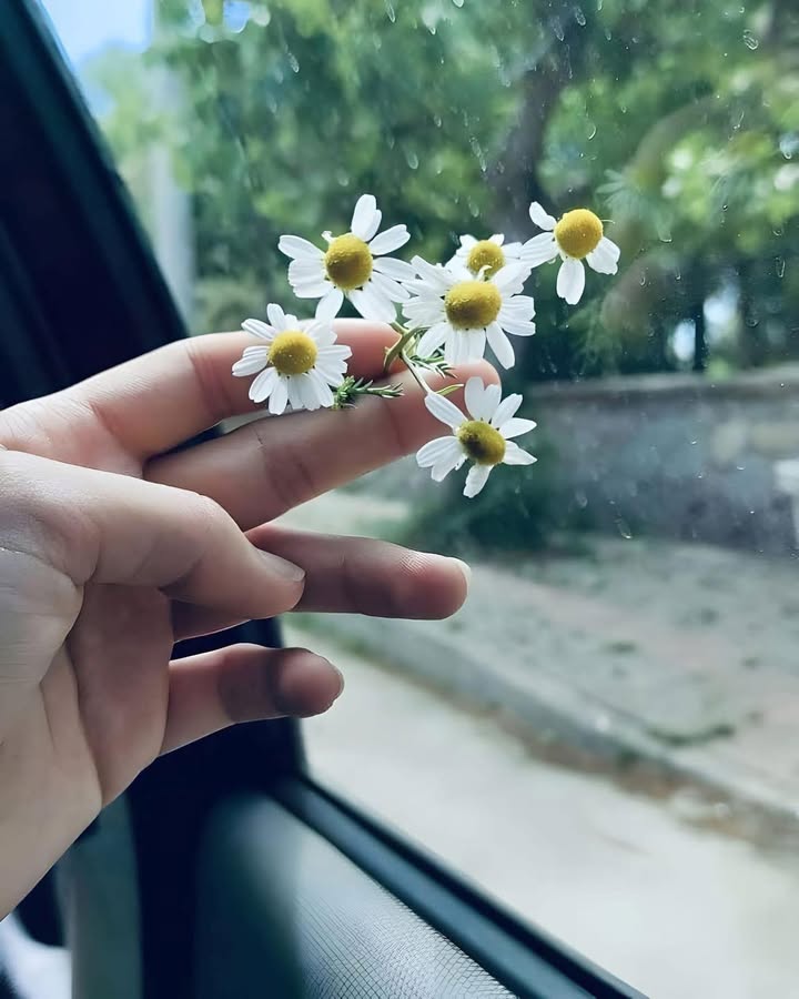 Đất nông nghiệp 13ha tại xã Chư Krey, Kông Chro - Đầu tư hấp dẫn cho trang trại!