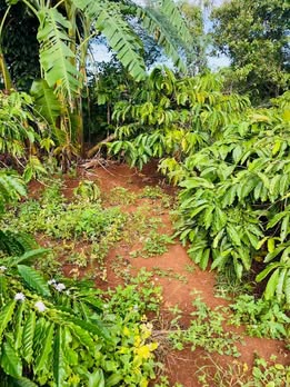 Đất nền 14,4ha Ea M'Droh giá 1,49 tỷ - Sổ đỏ chính chủ, thổ cư tự do!