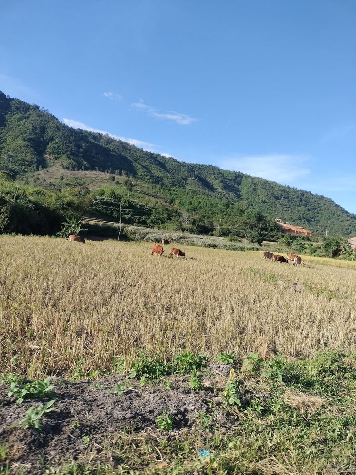 Đất nền Đam Rông 2 12000m² giá 850 triệu - Bán gấp trong 5 ngày!