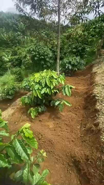 Đất vườn Lộc Thành Bảo Lâm 2700m² giá 4 tỷ - Tiềm năng sinh lời cao!