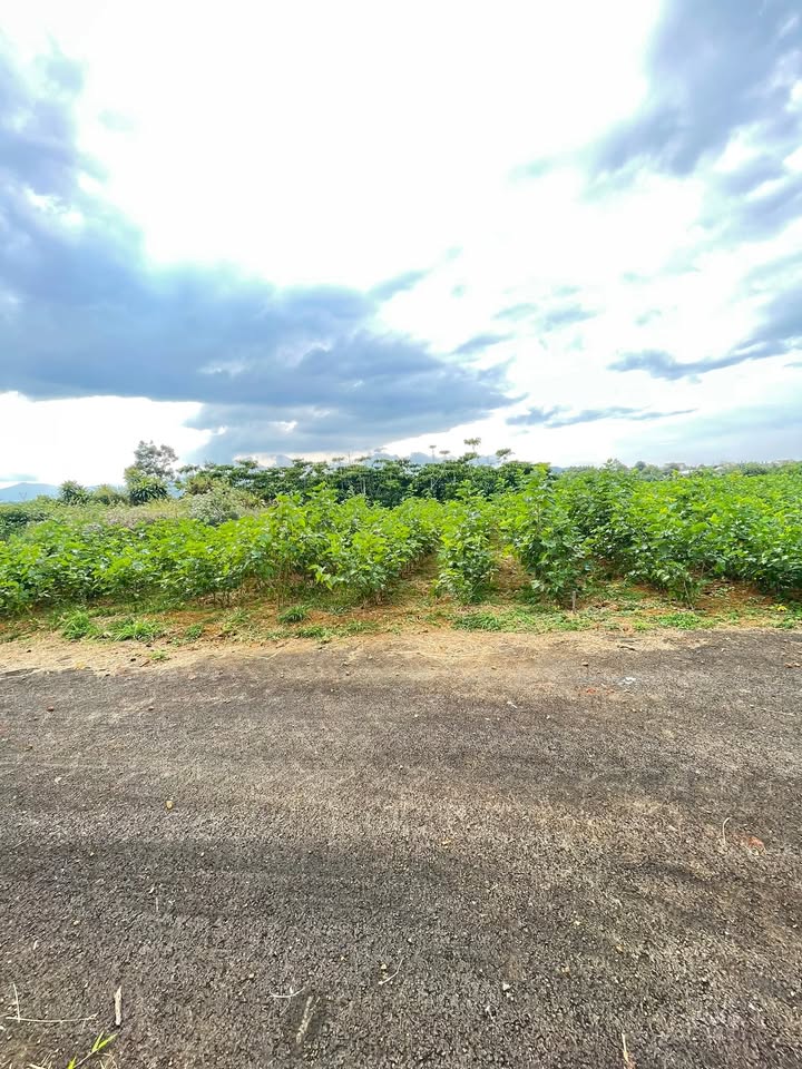 Đất nền Bảo Lộc 200m² giá 890 triệu - Vị trí đẹp, giao thông thuận lợi!