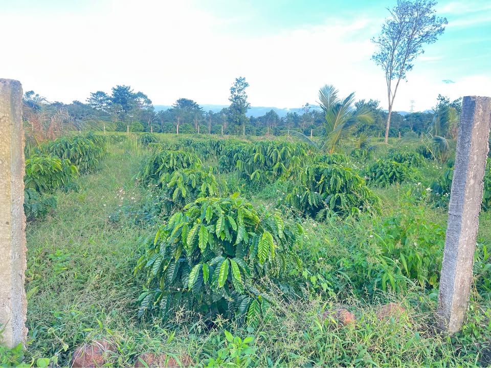 Đất nền Thôn 3 Ea Kao 500m² giá 460 triệu - Mặt tiền bê tông, gần đường lớn!