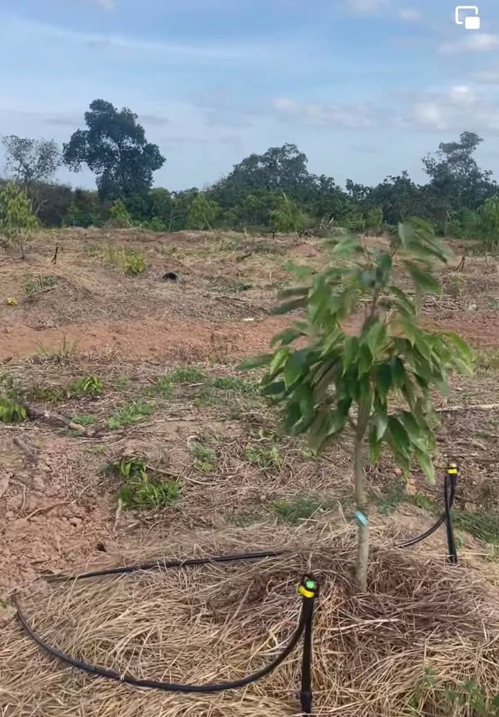 Farm 34,000m² tại Đa Kia, Bù Gia Mập giá 2.979 tỷ - Đầu tư sinh lời ngay!