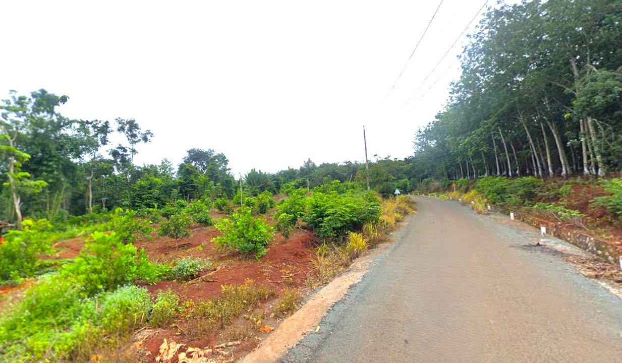 Vườn điều Tân Hưng 1.225m² giá 490 triệu - Đầu tư sinh lời ngay!