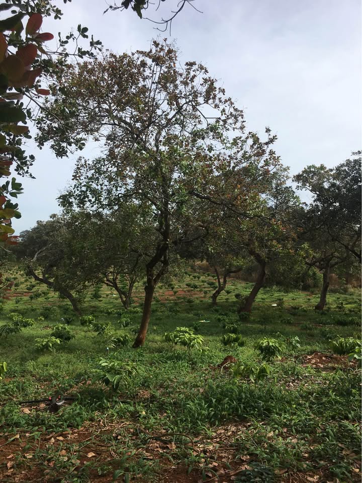 Đất nền 1.5ha tại Tân Phước, Đồng Phú - Giá chỉ 3 tỷ, đầu tư sinh lời!