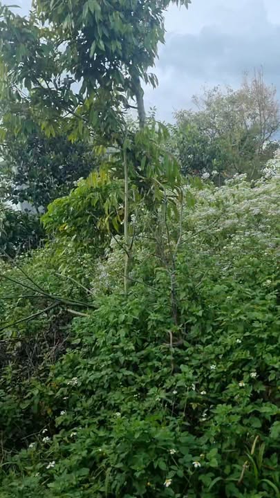 Đất nền thổ cư 150m² tại Thôn 1, xã Tân Lạc, chỉ 430 triệu - Cơ hội đầu tư tuyệt vời!