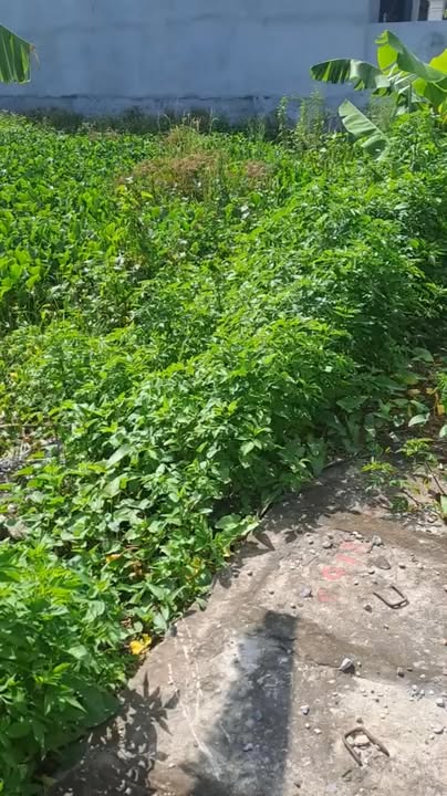 Đất nền Khánh Nhạc 115m² giá mềm - Đầu tư sinh lời ngay hôm nay!