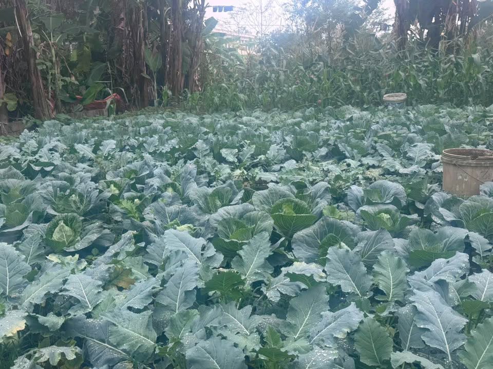 Đất nền liền kề Hòa Phú, Chương Mỹ 100m² giá 1.5 tỷ - Đầu tư sinh lời nhanh!