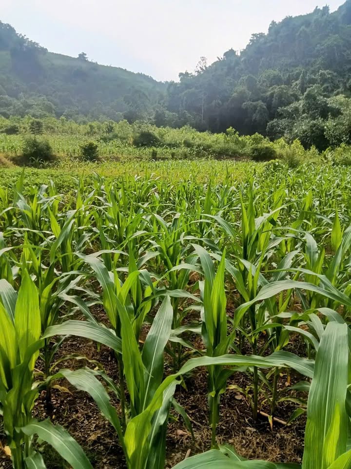 Đất trồng cây 585m² tại Long Sơn, Lương Sơn - Giá chỉ 180 triệu VND!