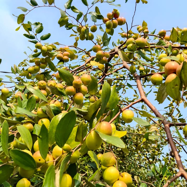 Đất nền Phú Lạc, Đại Từ 600m² giá 799 triệu - Sổ hồng chính chủ, xây dựng ngay!