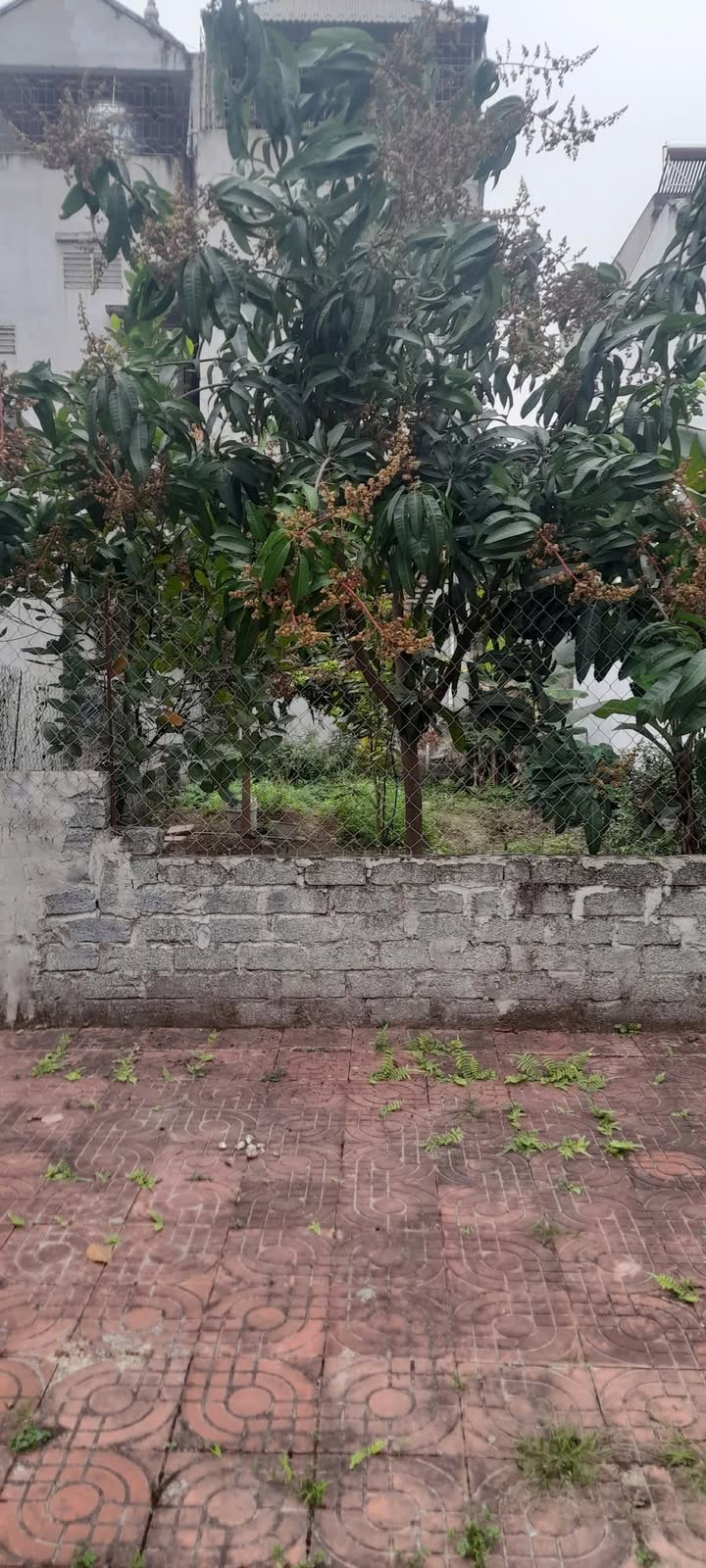 Đất nền tại phường Đông Lĩnh, Thanh Hóa 81m² giá 1 tỷ - Cơ hội đầu tư sinh lời!