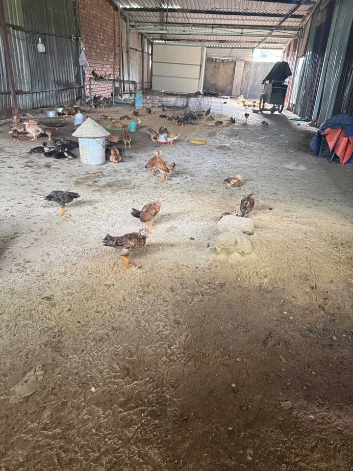 Đất nền Đông Thạnh Hóc Môn 120m² giá chỉ 990 triệu - Cơ hội đầu tư sinh lời!