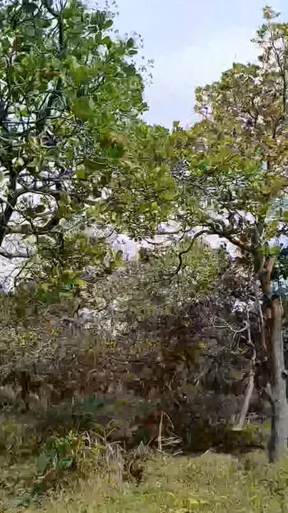 Farm 6 Héc Bàu Đĩa Phước Tân giá 3.75 tỷ - Cơ hội đầu tư sinh lời!