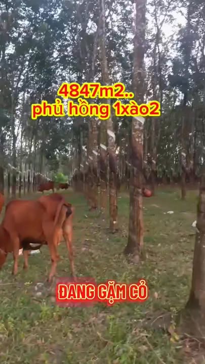 Đất nền 5.000m² tại Xuân Thành, Xuân Lộc - Giá chỉ 1.75 tỷ VND!