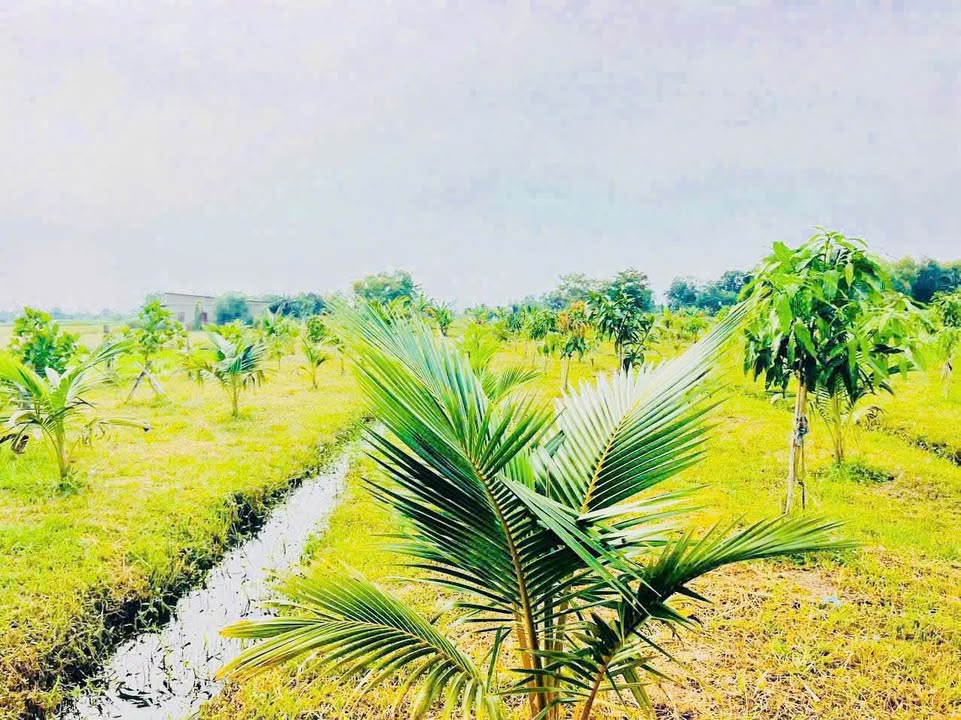 Đất vườn cây ăn trái 1430m² mặt tiền kênh N23 Hàm Liêm - Giá chỉ 800 triệu!