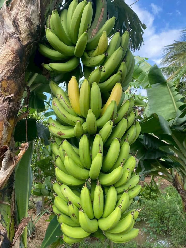 Farm tại thôn Bình Lâm, xã Hàm Chính 4123m² giá 5.9 tỷ - Đầu tư sinh lời hấp dẫn!