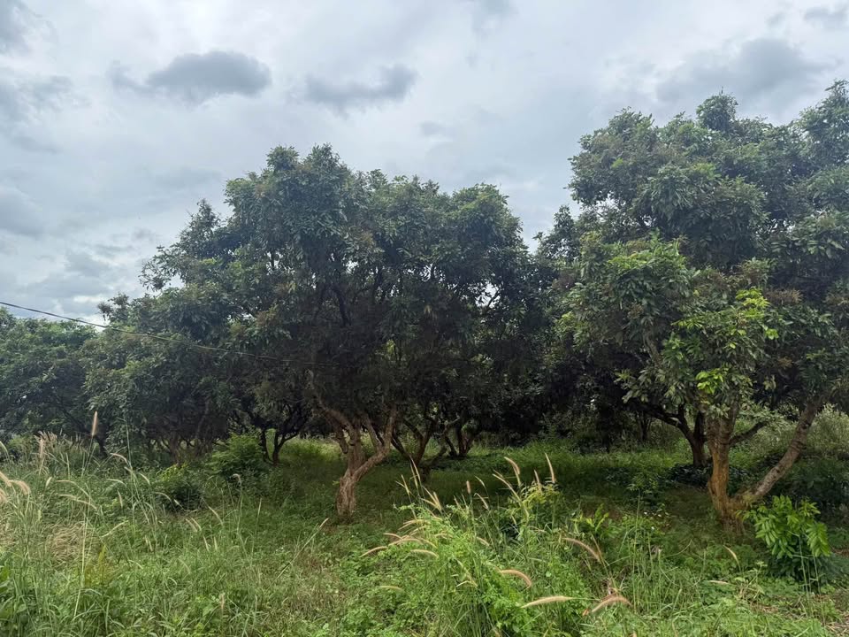 Đất 2 mặt tiền Thanh Lương, Bình Long 1300m² giá 550 triệu - Cơ hội đầu tư tuyệt vời!