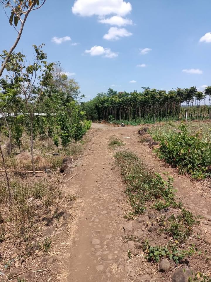 Đất nền 3 sào xã Xuân Bắc Đồng Nai giá chỉ 550 triệu - Cơ hội đầu tư hấp dẫn!