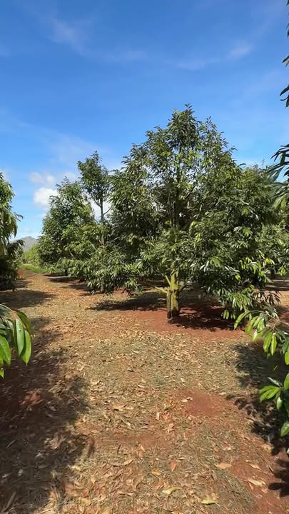 Farm Vườn Sầu Riêng Thôn Cây Xoài Ia Hla Chư Puh 1,248ha giá 4,3 tỷ - Đầu tư sinh lời ngay lập tức!