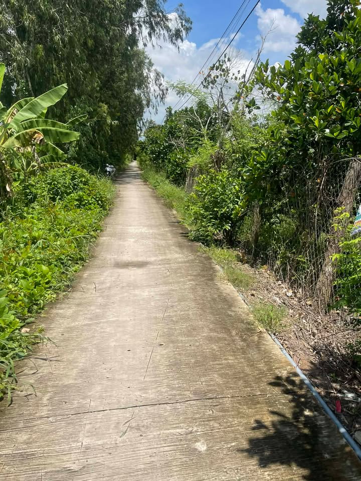 Đất nông nghiệp 1,6 công tại Mỹ Thành Nam, Cai Lậy - Giá 1,2 tỷ - Cơ hội đầu tư hấp dẫn!