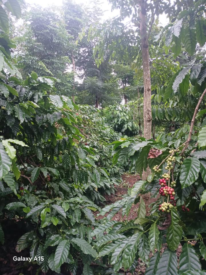 Đất nông nghiệp Quảng Hiệp 57,600m² giá chỉ 1.59 tỷ - Cơ hội đầu tư tuyệt vời!