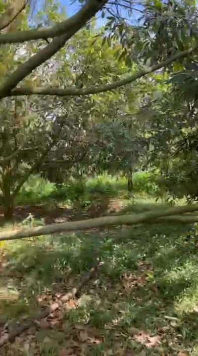 Farm Đắk Lắk 18.000m² giá 5.5 tỷ - Đầu tư sinh lời cao!